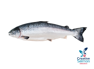 Ocean trout (farmed) - Montreal Fish